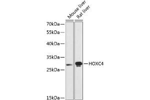 Western blot analysis of extracts of various cell lines, using HOXC4 antibody  at 1:3000 dilution. (HOXC4 Antikörper  (AA 30-130))