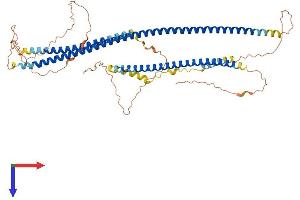 IFFO1 Protein (AA 1-562) (His tag)