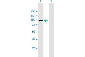 Western Blot analysis of PCDH21 expression in transfected 293T cell line by PCDH21 MaxPab polyclonal antibody. (PCDH21 Antikörper  (AA 1-745))