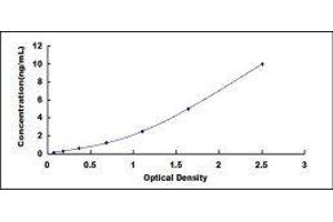 serine Palmitoyltransferase, Long Chain Base Subunit 1 (SPTLC1) ELISA Kit
