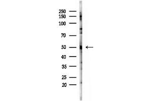 Western blot analysis of lysates from Mouse testis, using SERBP1 Antibody at 1/1000 dilution.