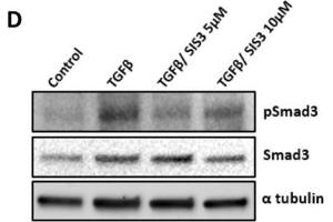 Western Blotting (WB) image for anti-alpha Tubulin (TUBA1) (C-Term) antibody (ABIN964563)