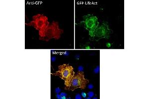 Immunofluorescence (IF) image for anti-Green Fluorescent Protein (GFP) antibody (ABIN7273023) (GFP Antikörper)