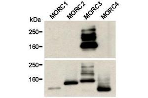 Western Blotting (WB) image for anti-MORC Family CW-Type Zinc Finger 3 (MORC3) antibody (ABIN1449250) (MORC3 Antikörper)
