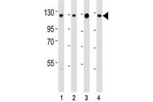 Western blot testing of anti-SIRT1 antibody at 1:2000 dilution.