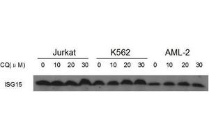 Image no. 5 for anti-ISG15 Ubiquitin-Like Modifier (ISG15) (AA 39-68), (N-Term) antibody (ABIN356679) (ISG15 Antikörper  (N-Term))