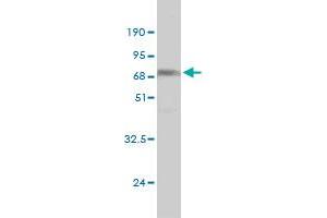Western Blotting (WB) image for anti-NDRG Family Member 4 (NDRG4) (AA 1-339) antibody (ABIN566295)