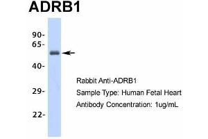 Host: Rabbit Target Name: ADRB1 Sample Type: Human Fetal Heart Antibody Dilution: 1. (ADRB1 Antikörper  (Middle Region))