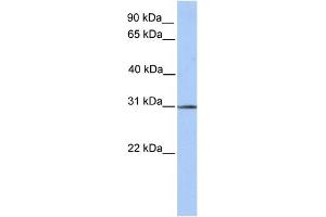 WB Suggested Anti-SURF4 Antibody Titration:  0. (Surfeit 4 Antikörper  (N-Term))