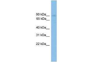 WB Suggested Anti-HNRNPU Antibody Titration:  0.