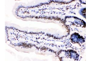 Anti-MCM3 antibody, IHC(P) IHC(P): Mosue Intestine Tissue (MCM3 Antikörper  (N-Term))