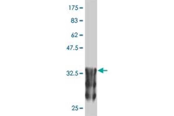ANKRD17 抗体  (AA 2501-2603)