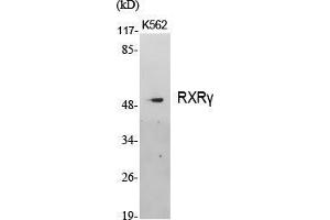 Western Blot (WB) analysis of specific cells using RXRgamma Polyclonal Antibody. (Retinoid X Receptor gamma Antikörper  (Internal Region))