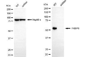 anti-FK506 Binding Protein 8, 38kDa (FKBP8) antibody