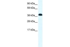 Western Blotting (WB) image for anti-Zinc Finger Protein 568 (ZNF568) antibody (ABIN2461070) (ZNF568 Antikörper)