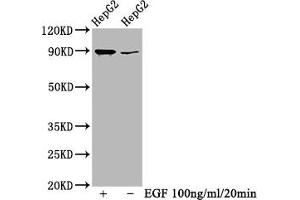 Western Blot Positive WB detected in HepG2 whole cell lysate(treated with EGF or not) All lanes Phospho-RPS6KA1 antibody at 0. (Rekombinanter RPS6KA1 Antikörper  (pSer363, pThr359))