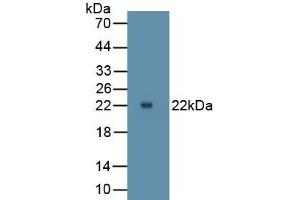 Western Blotting (WB) image for anti-Matrix Metallopeptidase 9 (Gelatinase B, 92kDa Gelatinase, 92kDa Type IV Collagenase) (MMP9) (AA 225-390) antibody (ABIN7427381)