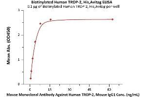 Immobilized Biotinylated Human TROP-2, His,Avitag (ABIN6731334,ABIN6809887) at 1 μg/mL (100 μL/well) on streptavidin  precoated (0. (TACSTD2 Protein (AA 27-274) (His tag,AVI tag,Biotin))