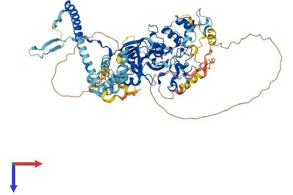 EZH1 Protein (AA 1-747) (His tag)