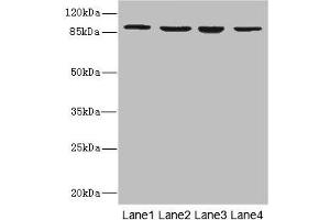 Integrin beta 7 Antikörper  (AA 1-140)