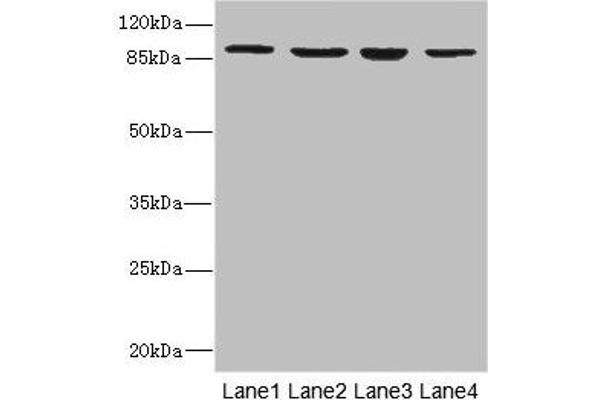 Integrin beta 7 Antikörper  (AA 1-140)