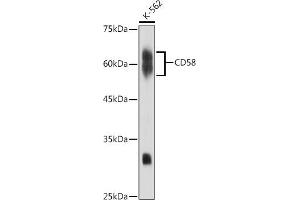 Western blot analysis of extracts of K-562 cells, using CD58 antibody (ABIN7266208) at 1:1000 dilution. (CD58 Antikörper)