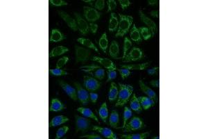 Immunofluorescence (IF) image for anti-NADH Dehydrogenase (Ubiquinone) Fe-S Protein 8, 23kDa (NADH-Coenzyme Q Reductase) (NDUFS8) (AA 35-210) antibody (ABIN6144496)