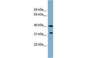 WB Suggested Anti-KCTD9 Antibody Titration: 0. (KCTD9 Antikörper  (Middle Region))