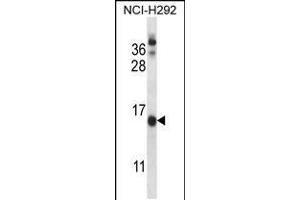 Western blot analysis in NCI-H292 cell line lysates (35ug/lane). (CNIH Antikörper  (C-Term))