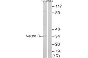 Image no. 1 for anti-Neuronal Differentiation 1 (NEUROD1) (AA 240-289) antibody (ABIN2889154) (NEUROD1 Antikörper  (AA 240-289))