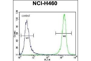 PREF8 Antibody (C-term) (ABIN656145 and ABIN2845481) flow cytometric analysis of NCI- cells (right histogr) compared to a negative control cell (left histogr). (PRAMEF8 Antikörper  (C-Term))