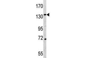Western blot analysis of CD163 antibody and K562 lysate