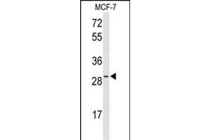 Western blot analysis of HES6 Antibody (N-term) (ABIN653462 and ABIN2842891) in MCF-7 cell line lysates (35 μg/lane). (HES6 Antikörper  (N-Term))