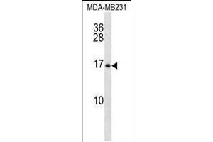 Western blot analysis in MDA-MB231 cell line lysates (35ug/lane). (MFAP2 Antikörper  (N-Term))