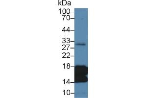 Detection of H3 in Human Liver lysate using Polyclonal Antibody to Histone H3 (H3) (Histone 3 Antikörper  (AA 1-136))