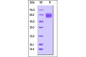 Biotinylated Human IL-6 R alpha, Avitag,His Tag on  under reducing (R) condition.