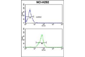 Flow Cytometric analysis of NCI-H292 cells using TOB1 Antibody (N-term) Cat. (Protein Tob1 (TOB1) (AA 61-91), (N-Term) Antikörper)