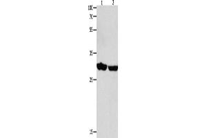 Western Blotting (WB) image for anti-14-3-3 epsilon (YWHAE) antibody (ABIN2426253) (YWHAE Antikörper)