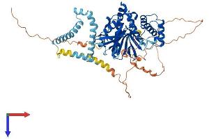 FRMD3 Protein (AA 1-597) (His tag)