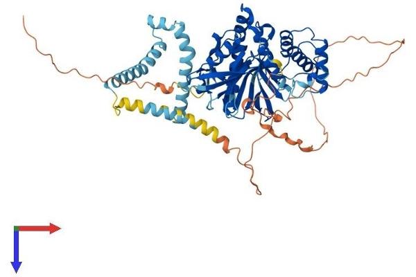 FRMD3 Protein (AA 1-597) (His tag)