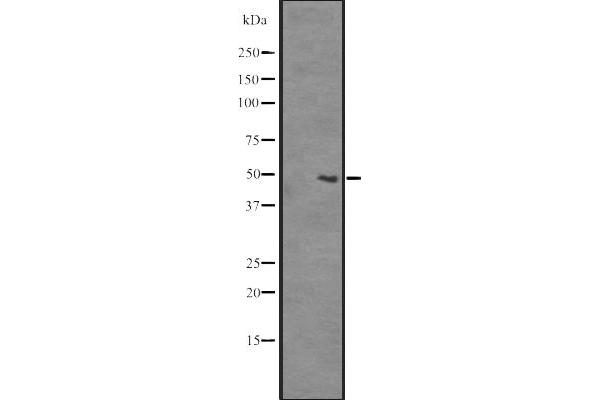 SLC35B2 antibody  (C-Term)