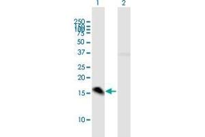 Western Blot analysis of MED21 expression in transfected 293T cell line by MED21 MaxPab polyclonal antibody. (MED21 Antikörper  (AA 1-144))