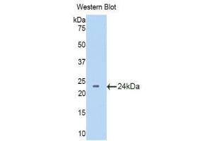 Western Blotting (WB) image for anti-Laminin, alpha 4 (LAMa4) (AA 457-630) antibody (ABIN1859599) (LAMa4 Antikörper  (AA 457-630))