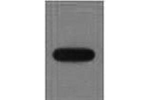 Western Blot analysis of recombinant EYFP protein using EYFP Monoclonal Antibody at dilution of 1:10000. (eYFP Antikörper)