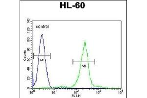 C1QC Antibody (Center) (ABIN655873 and ABIN2845277) flow cytometric analysis of HL-60 cells (right histogram) compared to a negative control cell (left histogram). (C1QC Antikörper  (AA 93-120))