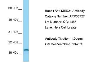 Western Blotting (WB) image for anti-Mediator Complex Subunit 21 (MED21) (C-Term) antibody (ABIN971131) (MED21 Antikörper  (C-Term))