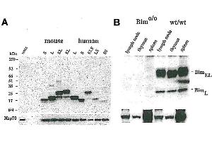 A) Western blot using anti-Bim, mAb (3C5)  detecting EE mouse BimS, BimL, BimEL and EE human, BimSS, BimS, BimLS, BimL, BimELS, BimEL. (BimS, EL, L (AA 20-40) Antikörper)