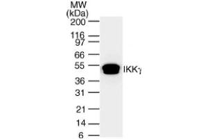 IKKγ mAb tested by Western blot. (IKBKG Antikörper)