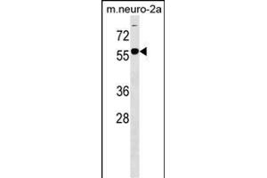 B4GALNT1 Antibody (Center) (ABIN1538263 and ABIN2849848) western blot analysis in mouse Neuro-2a cell line lysates (35 μg/lane). (B4GALNT1 Antikörper  (AA 296-323))