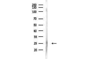 anti-Corticotropin Releasing Hormone (CRH) (N-Term) antibody